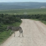 zebra crossing