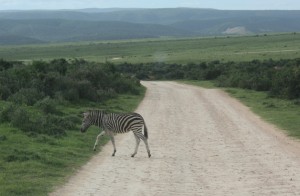 Zebra crossing