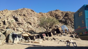 Tucks' wash-day in the Richtersfeld