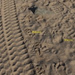 footprints