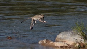 Illegal immigrants: monkeys crossing the river from Namibia