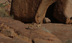 Some of the locals in the Reserve