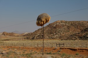 Ingenious birds' nest on a telegraph pole