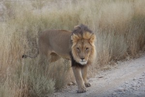 One of our neighbours in the Kalahari