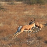 Bit of Springbok action in the CKGR