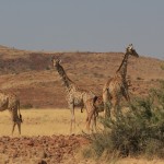 Gerry Giraffe & his mates