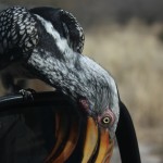 hornbill on cuthbert