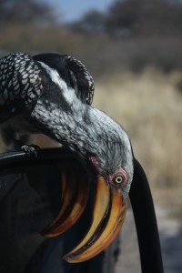 Cuthbert not impressed with a curious Hornbill on his wing-mirror 