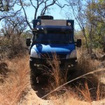 cuthbert in the bush