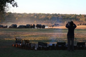 Bit of sun-downer elephant action 