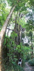 Ntchisi Tree Pano W