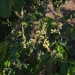 Coffee flowers...