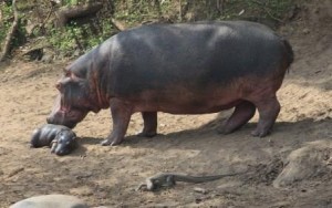 Nervous moment (see the Monitor Lizard in the foreground)