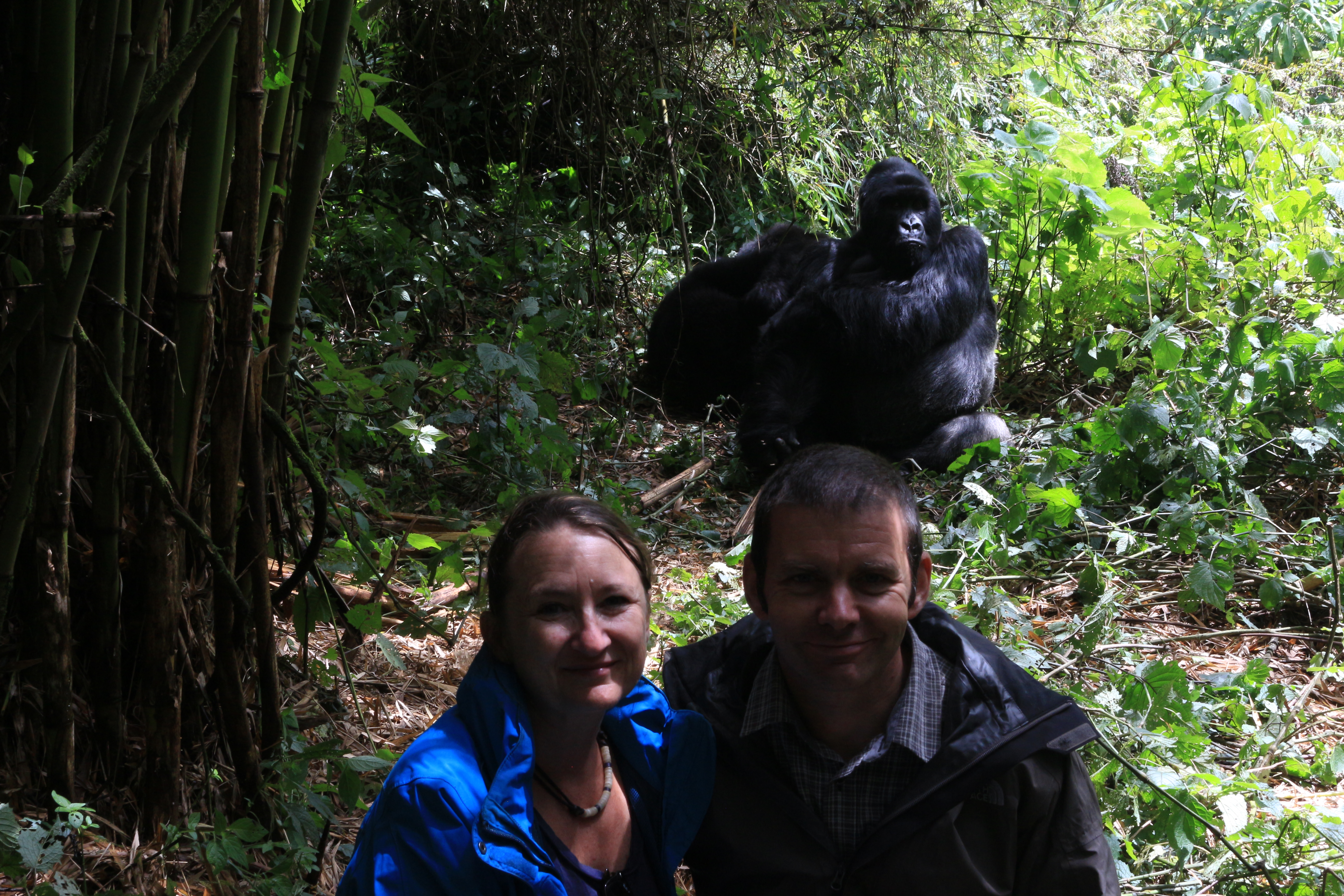 gorillas rwanda