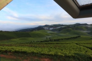 Wispy dawn mist over the plantation