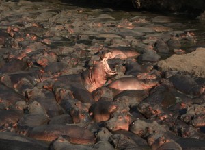 Wobbly boulders... with teeth!