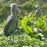 shoebills