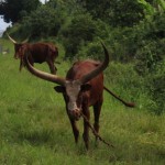 Just grazing at the side of the road... 