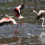 flamingos kenya