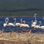 flamingos kenya