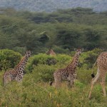 giraffe - kenya