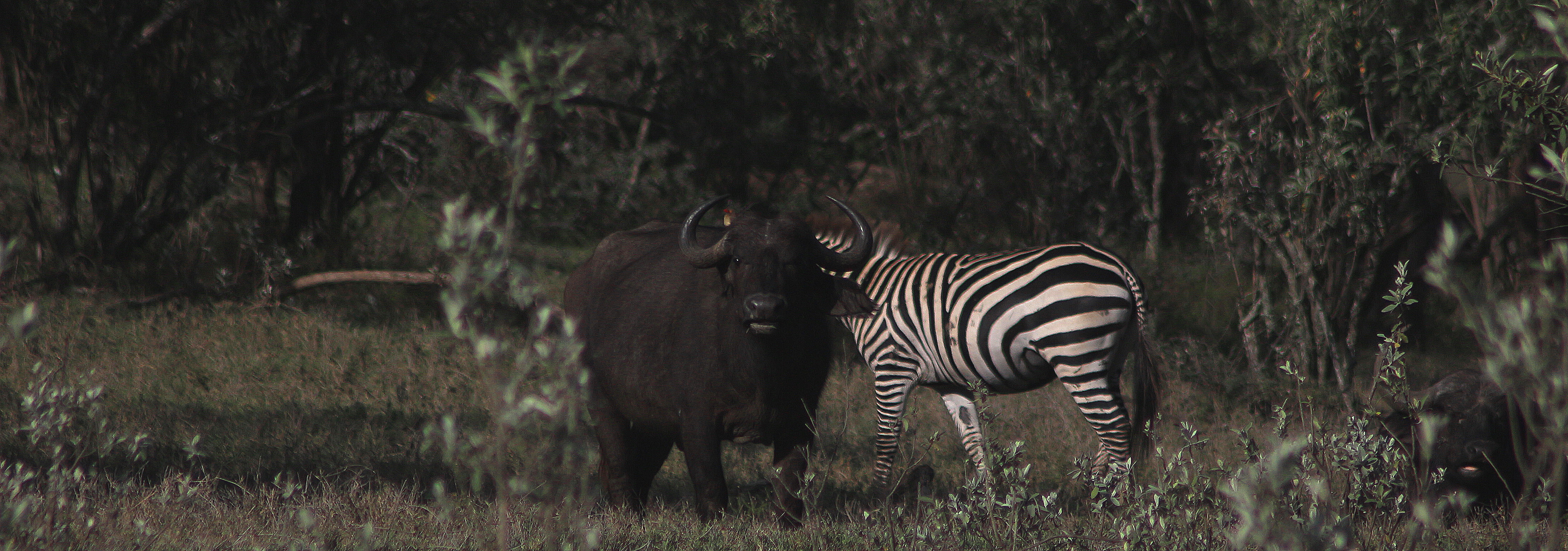 water buffalo