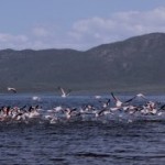 flamingos kenya