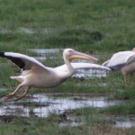 pelicans kenya