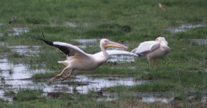 pelicans kenya