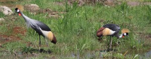 birds kenya