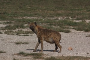 hyena