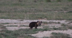 baby hyena