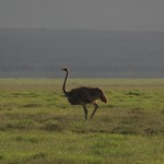 ostrich