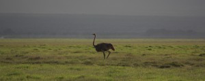 ostrich