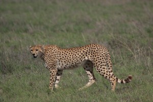 cheeta amboseli