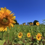 sunflowers tanzania