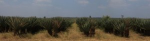 Acres of sisal plantations - scenery for the "short-cut"