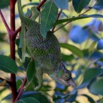 chameleon