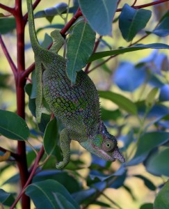 One of the neighbours in the Usambara Mountains