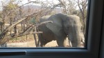 ellies came to visit - kariba zimbabwe