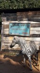 zebra coffin builder?