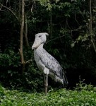 shoebill - uganda