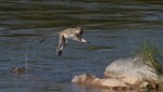 monkey water jump