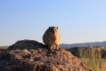 rock dassie