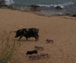 pigs on the beach - malawi