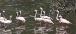 flamingos kenya