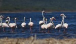 flamingos kenya