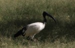 bird kenya