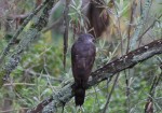 bird - kenya