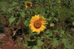 sunflower - tanzania